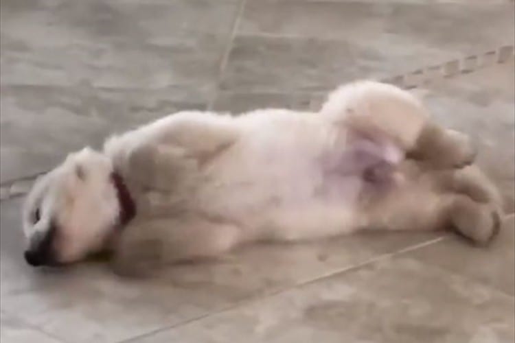 自分だけの世界に浸って遊んでいたワンコ。カメラに気づいた時のリアクションが可愛い(笑)