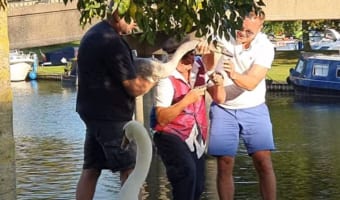 白鳥のくちばしに巻きついていた釣り糸とフックを除去！心優しい人たちに白鳥も感謝！？