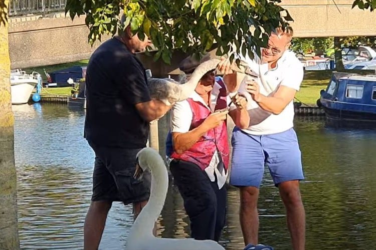 白鳥のくちばしに巻きついていた釣り糸とフックを除去！心優しい人たちに白鳥も感謝！？