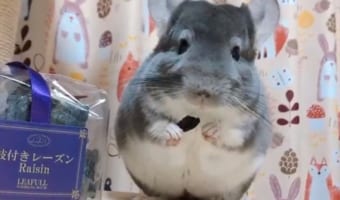 瞳がキラッキラ(笑) 一口食べておいしさに気づいた時のチンチラのリアクションが面白い！