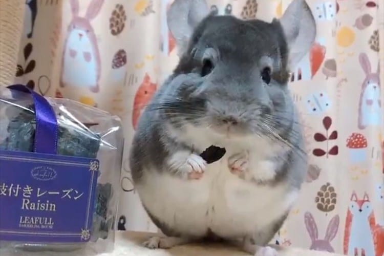 瞳がキラッキラ(笑) 一口食べておいしさに気づいた時のチンチラのリアクションが面白い！