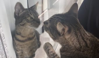 お隣に引っ越してきた激似な猫。顔をのぞきこんだ後のリアクションが面白すぎる(笑)