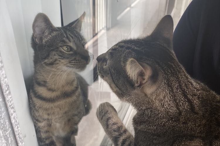 お隣に引っ越してきた激似な猫。顔をのぞきこんだ後のリアクションが面白すぎる(笑)