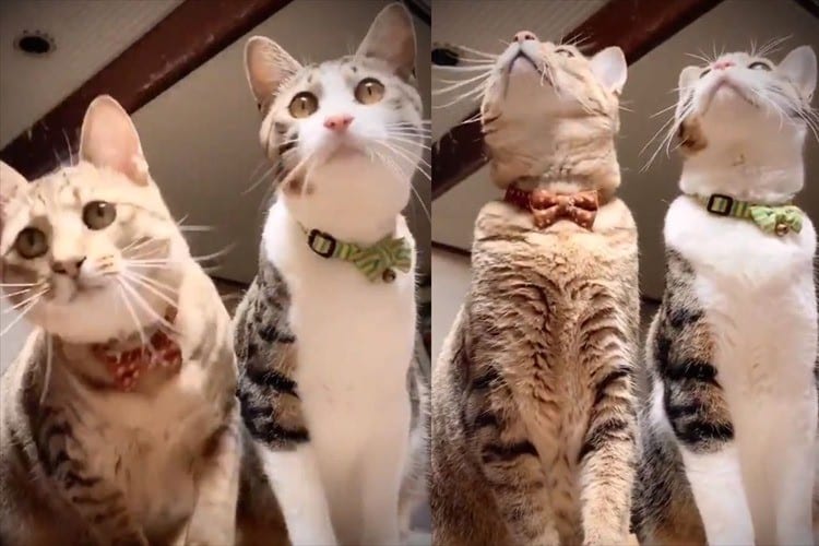 部屋の中を飛び回るトンボ･･･目で追うニャンコの動きが完全にシンクロ(笑)