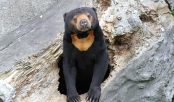 世界最小種のクマ「マレーグマ」、日本で見られる姿もご紹介!
