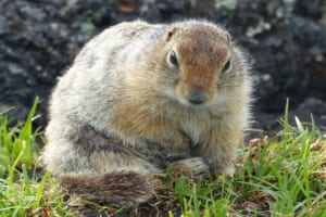 げっ歯類の「マーモット」ってどんな動物？「モルモット」と名前がそっくりだけど違いは何？