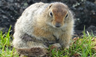 げっ歯類の「マーモット」ってどんな動物?「モルモット」と名前がそっくりだけど違いは何?
