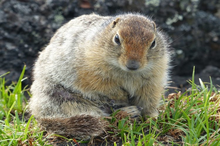 げっ歯類の「マーモット」ってどんな動物？「モルモット」と名前がそっくりだけど違いは何？