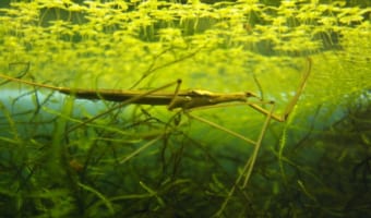 ミズカマキリ、その名や姿とは違ってカマキリの仲間ではない？！あのくさ〜い昆虫の仲間なんです！！