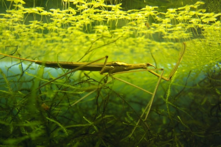 ミズカマキリ、その名や姿とは違ってカマキリの仲間ではない？！あのくさ〜い昆虫の仲間なんです！！