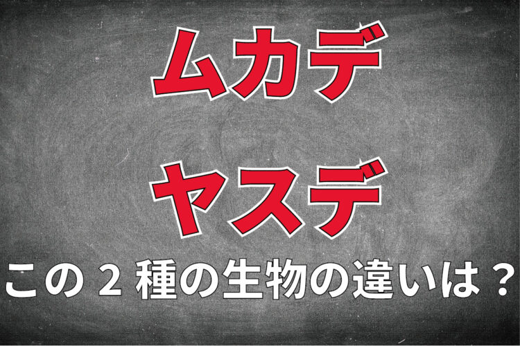 足のたくさん生えている「ムカデ」と「ヤスデ」は同じ生き物？違いはある？