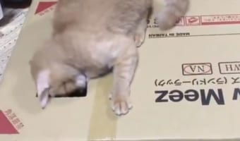 体が抜けニャイ･･･穴から入ろうとしたらハマってジタバタするニャンコが笑える！