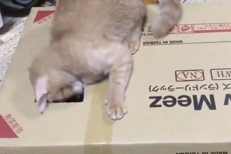 体が抜けニャイ･･･穴から入ろうとしたらハマってジタバタするニャンコが笑える！