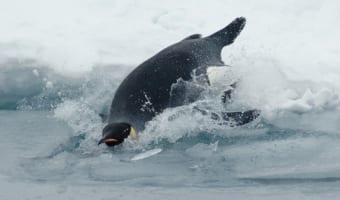 【ペンギンの雑学】トボガンというペンギンの習性って知ってる?その他ペンギンにまつわる豆知識をご紹介!