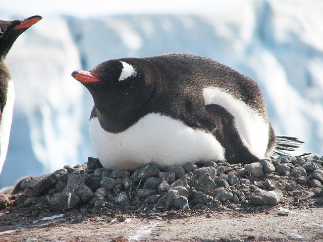 ペンギンの雑学 トボガンというペンギンの習性って知ってる その他ペンギンにまつわる豆知識をご紹介 ガジェット通信 Getnews