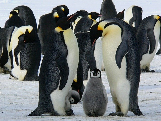 ペンギンの雑学 トボガンというペンギンの習性って知ってる その他ペンギンにまつわる豆知識をご紹介 ガジェット通信 Getnews