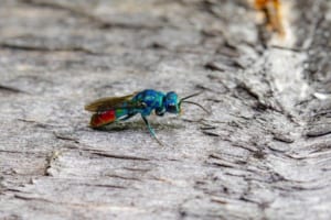 【セイボウ】全身青くメタリックなボディーの蜂がとってもカッコいい！！