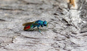 【セイボウ】全身青くメタリックなボディーの蜂がとってもカッコいい!!
