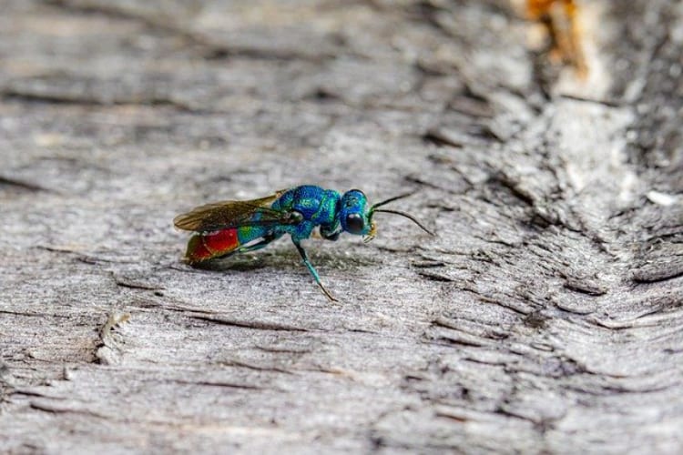 【セイボウ】全身青くメタリックなボディーの蜂がとってもカッコいい！！