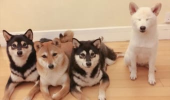 個性的な白い柴犬ヒナちゃん!仲良し4姉妹の写真の中でいつも浮いてる姿が大人気!