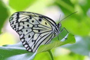 その確率まさに奇跡！体の左右で雄雌が異なる「雌雄モザイク」。2020年最新の発見例も！