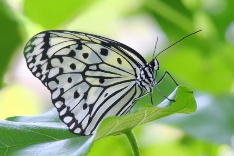 その確率まさに奇跡！体の左右で雄雌が異なる「雌雄モザイク」。2020年最新の発見例も！