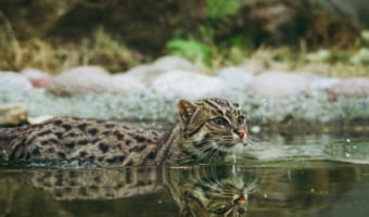 漁をする「スナドリネコ」。ネコなのに爪は引っ込められないし、水かきもあるんです!