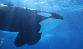 海中最強の生き物はシャチ！？その強さを追求！！