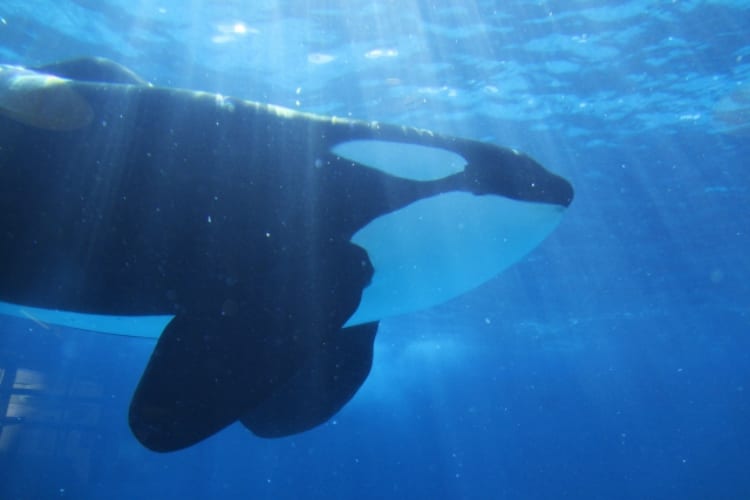 海中最強の生き物はシャチ！？その強さを追求！！