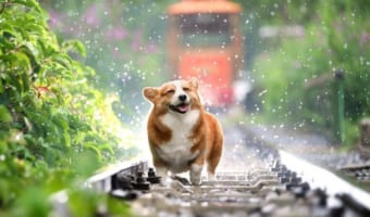 いつもをあらわす「しょっちゅう」、この言葉の由来はお釈迦様のことばから?