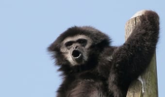 歌うの大好きテナガザル！オスとメスで歌うパートも変えるデュエットがうまいおサルさん！