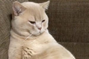 背中にファスナーあるでしょ(笑) ホットカーペットの上でくつろぐおっさんニャンコが面白カワイイ