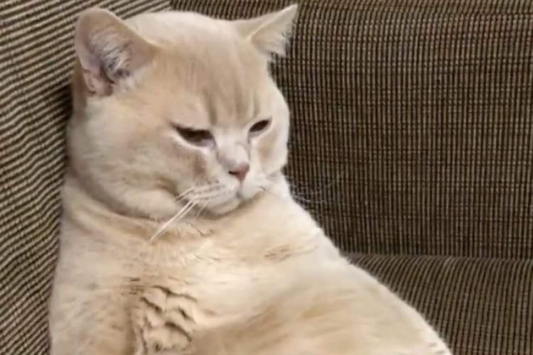 背中にファスナーあるでしょ(笑) ホットカーペットの上でくつろぐおっさんニャンコが面白カワイイ