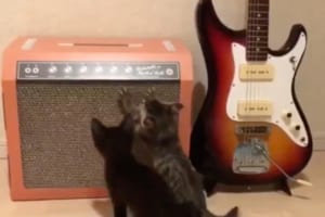 ニャンコと音楽を愛する方必見！話題を呼んだギターアンプ型「爪とぎ」の第2弾が登場です！