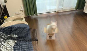 机の引き出しから出てくるドラえもん!?(笑) 箱に入ってご満悦なニャンコが話題に!
