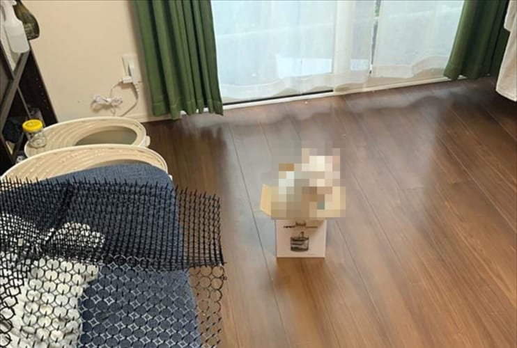 机の引き出しから出てくるドラえもん！？(笑) 箱に入ってご満悦なニャンコが話題に！