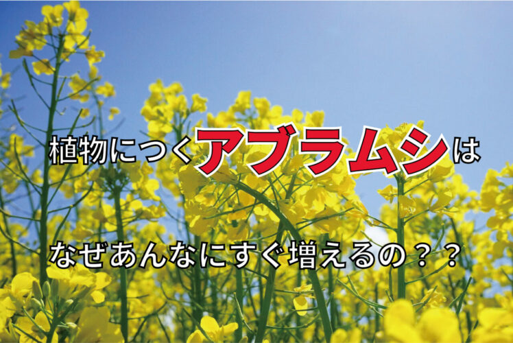 すぐ出てきて困るアブラムシ！すぐ増えるのには卵や生まれ方に秘密があった！！