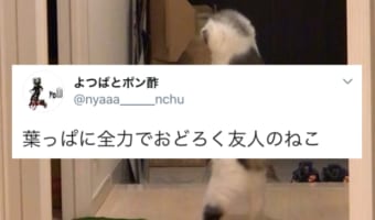 ニャ、ニャンだこれは!?ただの葉っぱに全力で驚く猫の後ろ姿がアニメみたいで笑った