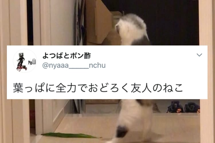 ニャ、ニャンだこれは！？ただの葉っぱに全力で驚く猫の後ろ姿がアニメみたいで笑った