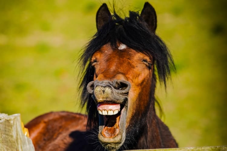 動物たちの面白ショットが集結！「コメディペットフォトアワード」のファイナリストに笑っちゃう！