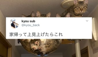 「可愛い」の大渋滞!家に帰るとそこには猫様たちが待ち受ける最高の光景が広がっていた