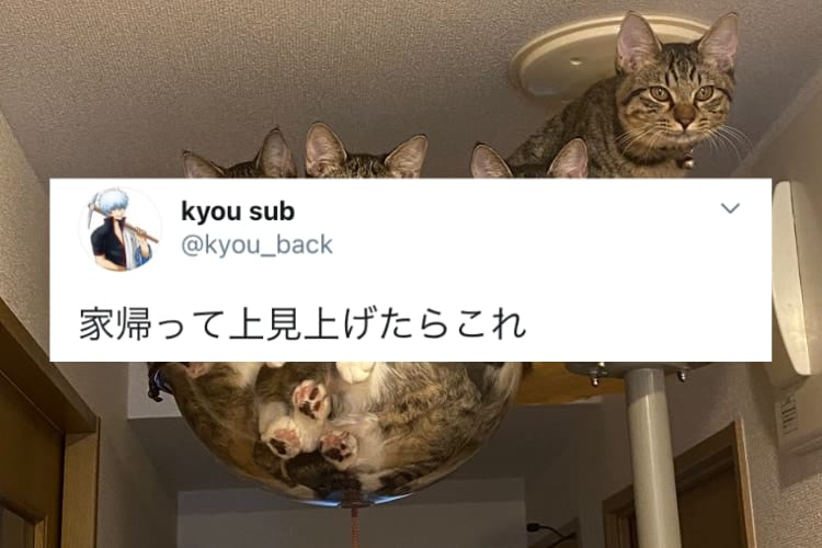 「可愛い」の大渋滞！家に帰るとそこには猫様たちが待ち受ける最高の光景が広がっていた