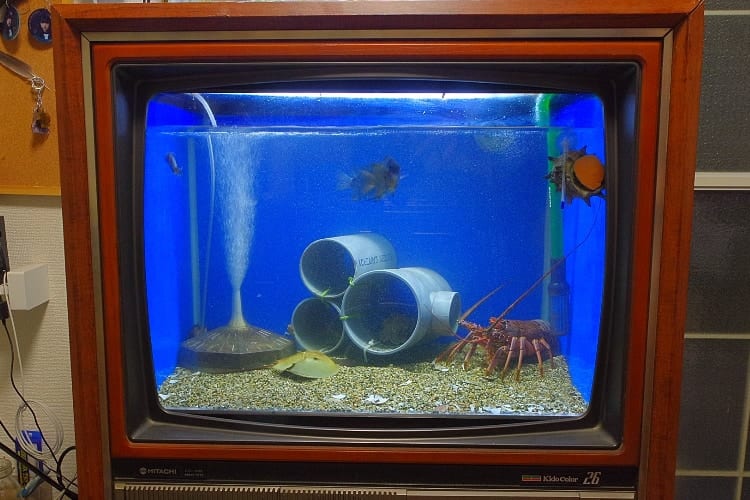 これはアイディアの天才！映らなくなったブラウン管テレビを水槽にDIYして24時間生放送に