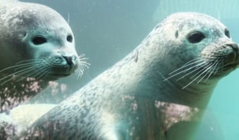 アシカとオットセイとアザラシの見分け方！英語での名前も紹介！