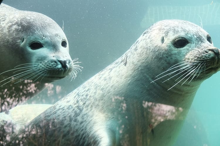 アシカとオットセイとアザラシの見分け方！英語での名前も紹介！