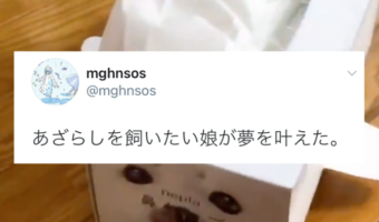 あのアイテムを使ってアザラシを飼う夢をDIYで叶えた娘！発想がめちゃくちゃ可愛いと話題に