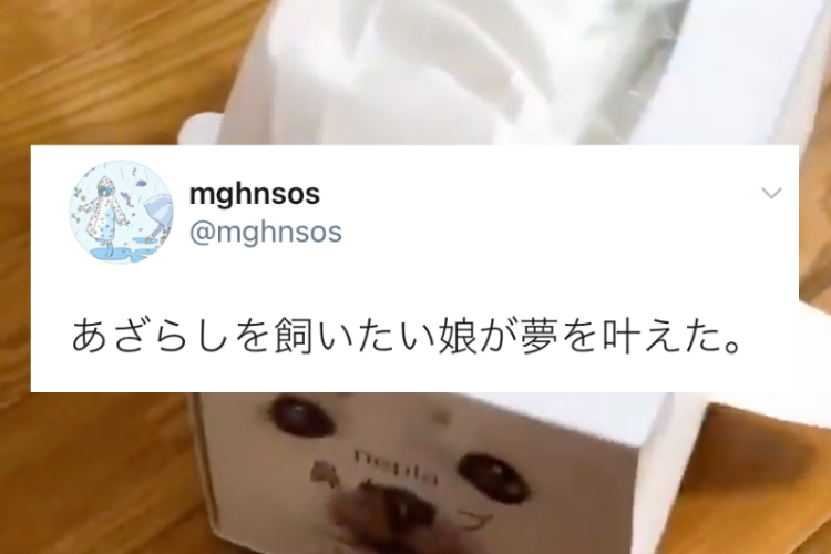 あのアイテムを使ってアザラシを飼う夢をDIYで叶えた娘！発想がめちゃくちゃ可愛いと話題に