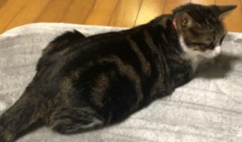 これは確かにお値段以上!ニャンコがくつろいだ後のニトリのラグがめちゃくちゃ可愛いかった
