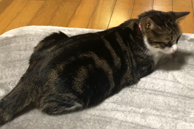 これは確かにお値段以上！ニャンコがくつろいだ後のニトリのラグがめちゃくちゃ可愛いかった