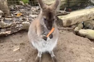 なんて無慈悲な！ニンジンを美味しそうに食べていたワラビーがちょっぴり可哀想になる動画が話題